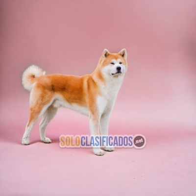 AKITA INU JAPONÉS... 