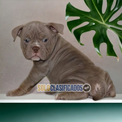 PERROW AMERICAN BULLY M DISPONIBLE... 