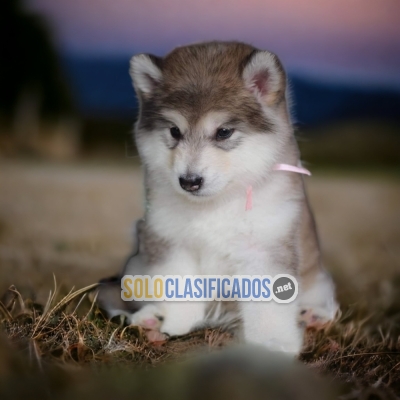 Furry ALASKAN MALAMUTE for family... 