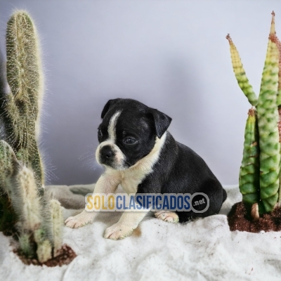 Lindo cachorro BOSTON TERRIER en oferta!... 