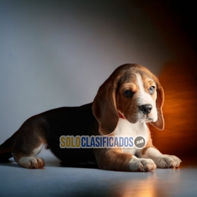 Great Puppies Beagle Poket  Americano... 