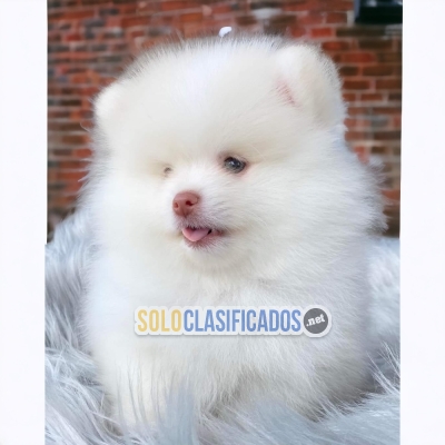 HERMOSOS POMERANIA... 