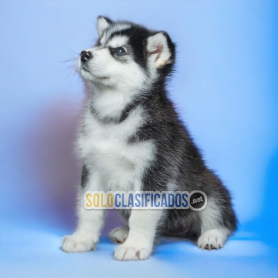 Bellos cachorros raza Alaskan Malamute... 