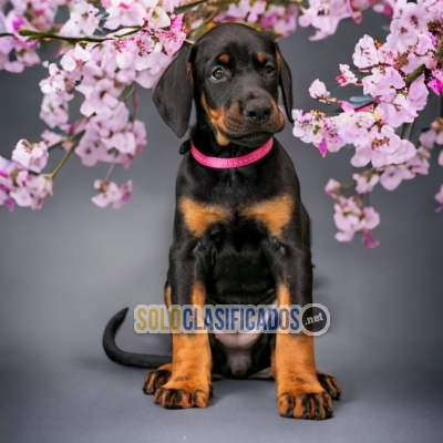 DOBERMAN GRANDE NEGRO FUEGO HAPPINESS FOR YOUR HOME... 