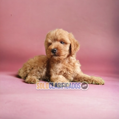 FRENCH POODLE APRICOT DISPONIBLE AQUI  YA... 