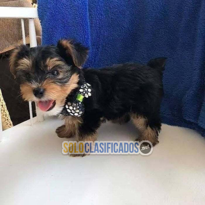 Solo Clasificados - Cachorros Yorkie 