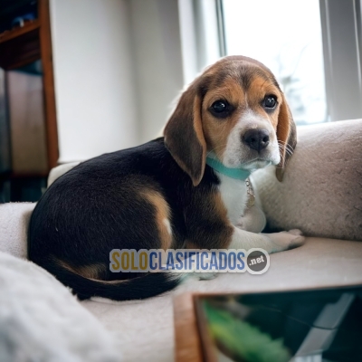 LINDO CACHORRO BEAGLE POKET AMERICANOO... 