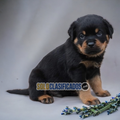 DISPONIBLES HERMOSOS ROTTWEILER / ROTTWEILER AVAILABLE... 