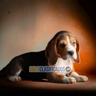 HERMOSO BEAGLE POKET AMERICANO DISPONIBLE AQUI... 