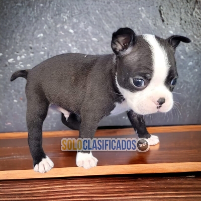 Hermoso BOSTON TERRIER para tu familia... 