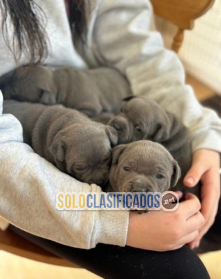 Cachorros American Staffordshire de 12 semanas en adopción(+34711...