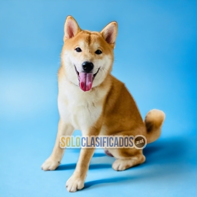 WONDERFUL   AKITA   INU   (JAPONES)... 