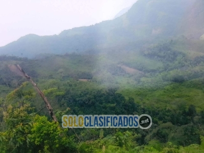 Se vende finca productora de cafetera y ganadera... 