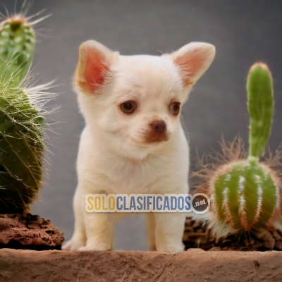 CHIHUAHUA PELO LARGO GOOD FRIEND FOR YOU AND YOUR FAMILY CHEER UP... 