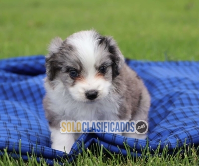 Cachorro AussiDoodle d Macho 2492 **En Venta**... 