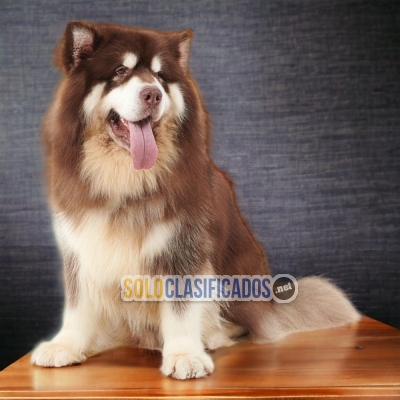 6ADORABLE ALASKAN MALAMUTE... 