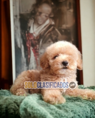 French Poodle Normal Fine Puppies... 