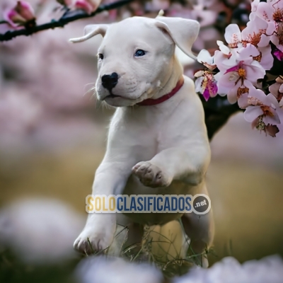 DOGO ARGENTINO HAPPINESS FOR YOUR HOME... 