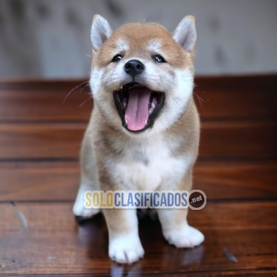 AKITA INU JAPONES DISPONIBLE... 