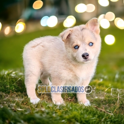 ALASKAN  lindo cachorrito... 