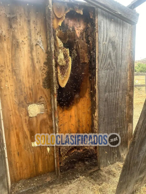 Solo Clasificados - Henrys     Bees     Removal      Service - imagen: 9