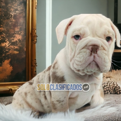 Linda raza de cachorros Bulldog Inglés Exótico... 