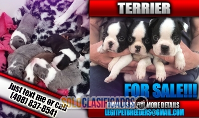 BOSTON TERRIER PUPPIES FOR SALE !!!... 