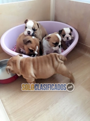 Cachorros bulldog blanco inglés a buen precio Whatsapp : +1 (510)... 