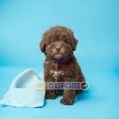 Raza French Poodle Chocolate... 