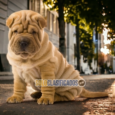 SHARPEI A FURRY FOR YOUR HOME... 