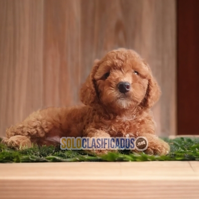 FRENCH POODLE CHOCOLATE   IT WILL BE YOUR BEST COMPANY FROM NOW O... 