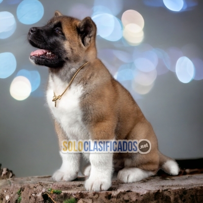 PRECIOSO AKITA AMERICANO  PARA TODA TU FAMILIA DISPONIBLE... 