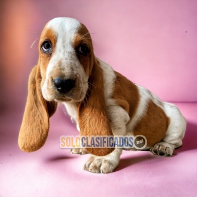 1Sweetie BASSET HOUND... 