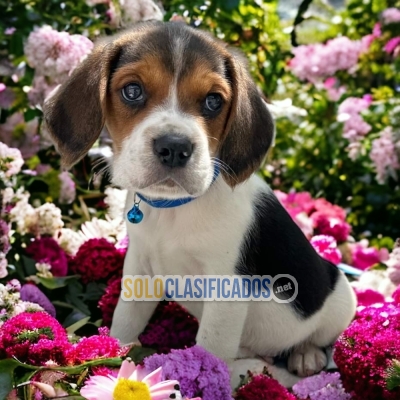 Adorable Beagle Harrier Just the one You Are looking For.... 