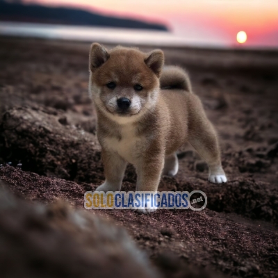 AKITA INU JAPONES / FLORIDA... 