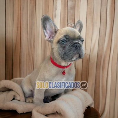 Beautiful puppies available FRENCH BULLDOG with the best market c... 