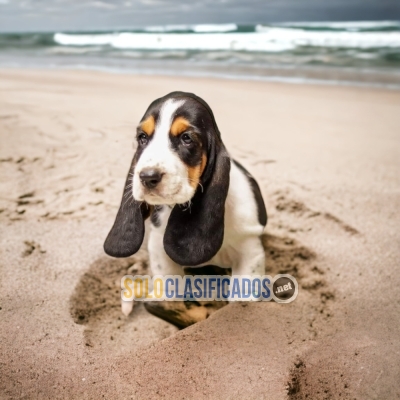 Bellos y Encantadores cachorros Basset Hound... 