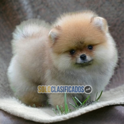 POMERANIAN   YOUR BEST COMPANY FROM TODAY++... 