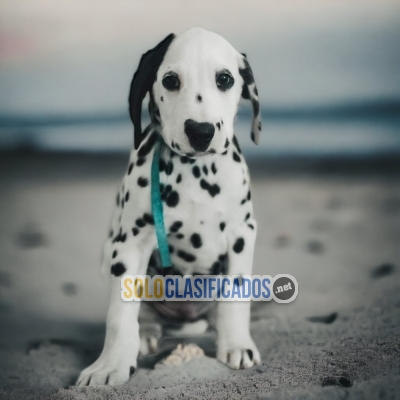 DISPONIBLES DALMATA / AVAILABLE DALMATA... 