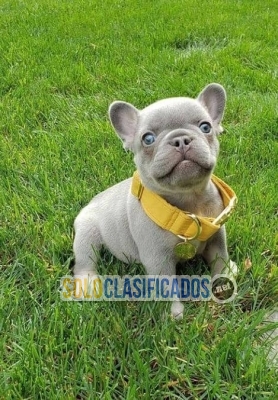 DISPONIBLES   REGALO CACHORROS BULLDOG FRANCES... 