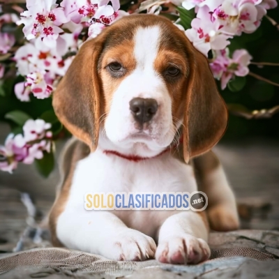 HAIRY BEAGLE POCKET AMERICANO AVAILABLE... 