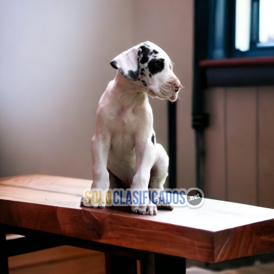 GORGEOUS PUPPIES GREAT DANE... 