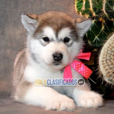 SWEET PUPPIES ALASKAN MALAMUTE... 