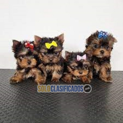 ADORABLES REGALO CACHORROS YORKSHIRE MINI...