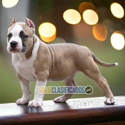PUPPY ENTERS AMERICAN BULLY... 