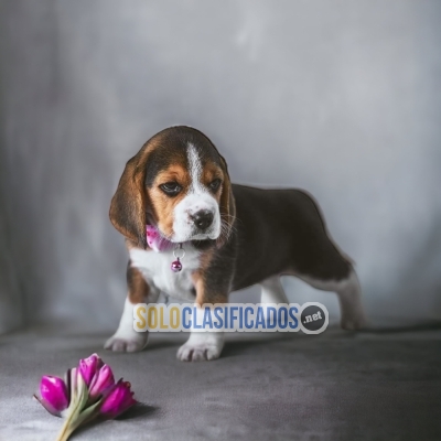 BEAUTIFUL PUPPIES BEAGLE POKET AMERICAN... 