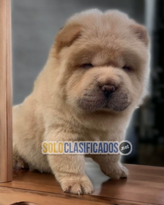 Encantadores y Maravillosos cachorros Chow Chow... 