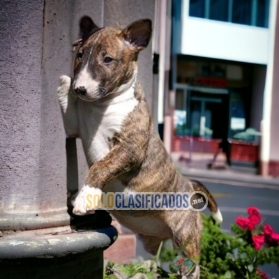 SALE RACE BULL TERRIER... 