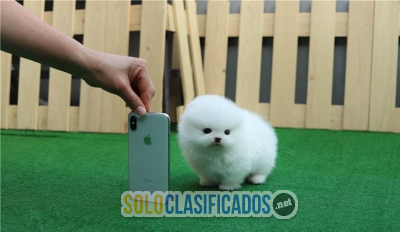 Solo Clasificados - pomerania pedigree disponible en venta pomerania pedigree disponible en venta - imagen: 2