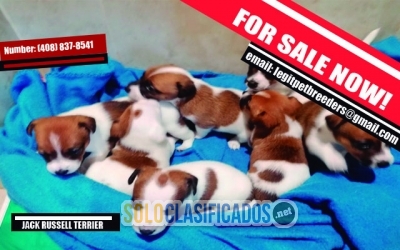 JACK RUSSELL TERRIER PUPPIES... 